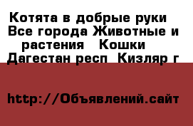 Котята в добрые руки - Все города Животные и растения » Кошки   . Дагестан респ.,Кизляр г.